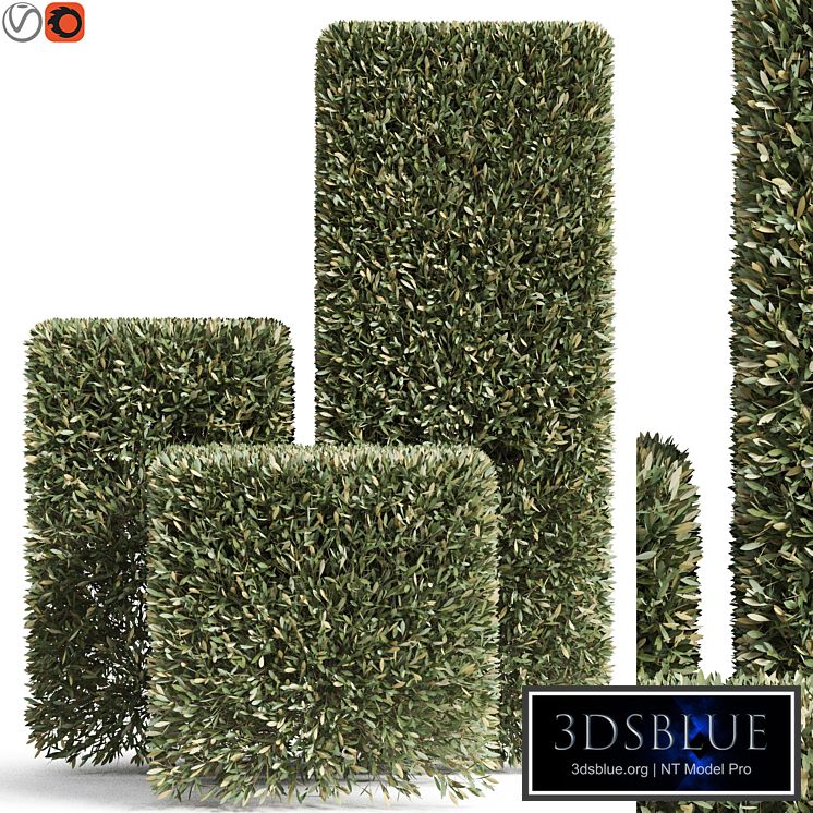 Plants collection 858