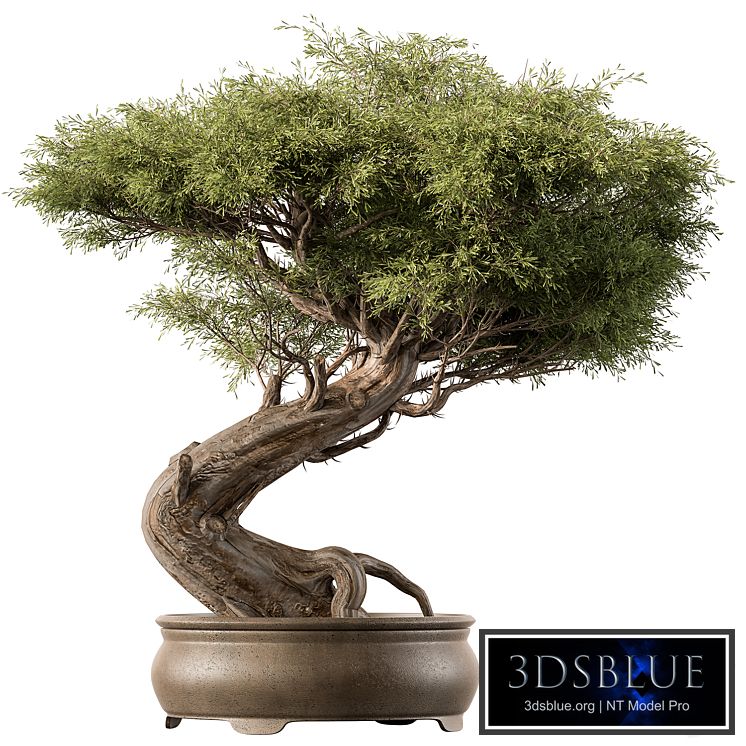 indoor Plant 452 - Bonsai Plant