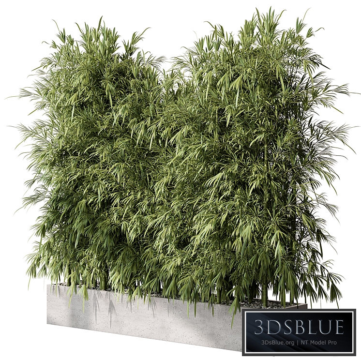 Bamboo Plants - Outdoor Plants 468