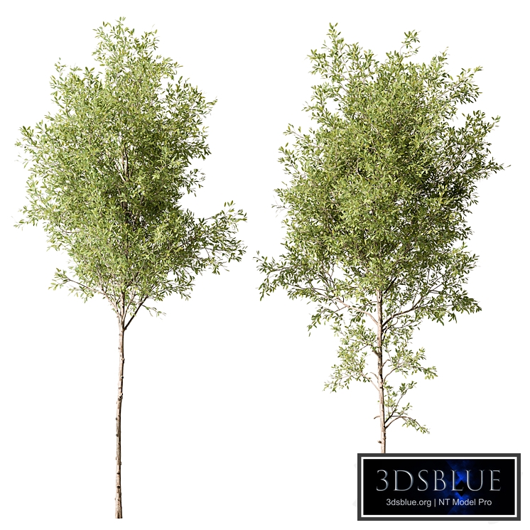 Tree Green Maple - Set 124