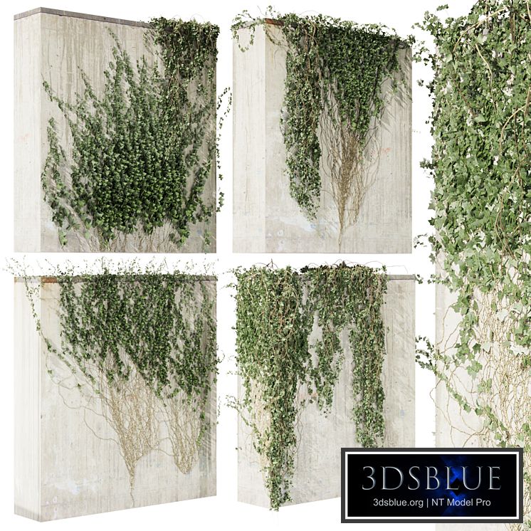 Collection plant vol 414 - Hedera - outdoor - leaf - fitowall - ivy