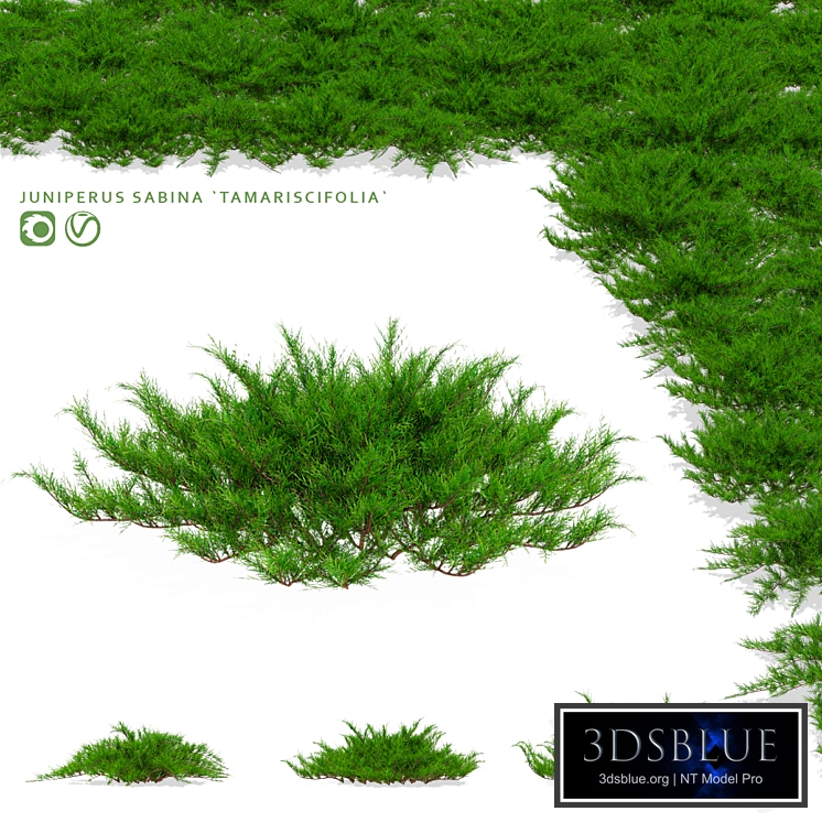 Juniper Cossack bushes | Juniperus sabina tamariscifolia