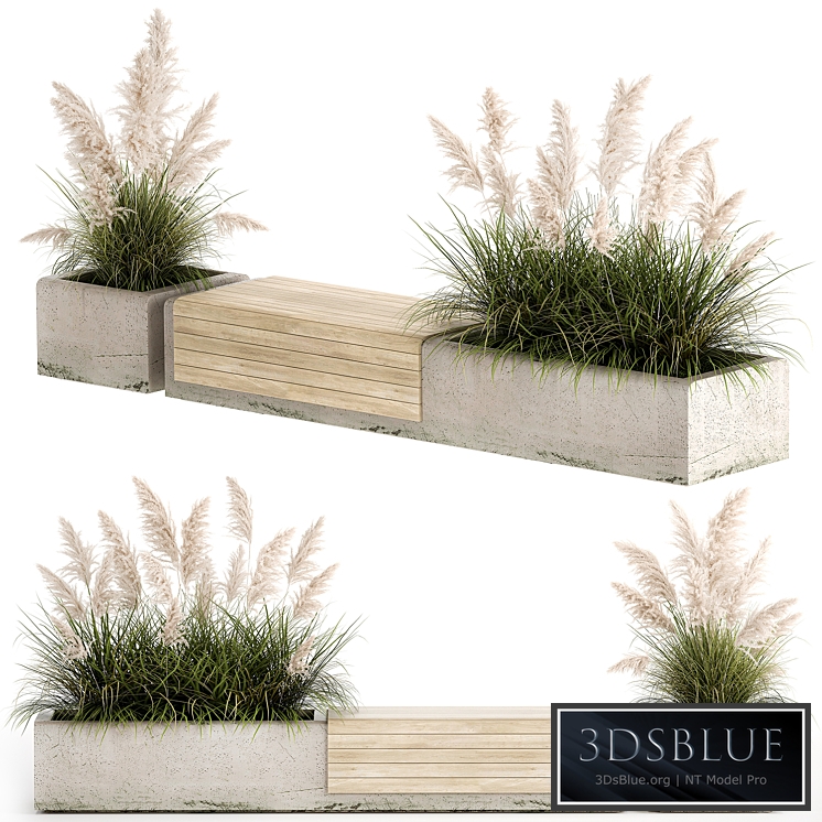 Decorative bench flowerbed for the urban environment and landscape design in a concrete flowerpot with bushes of reeds and white pampas grass, Cortaderia. 1144.