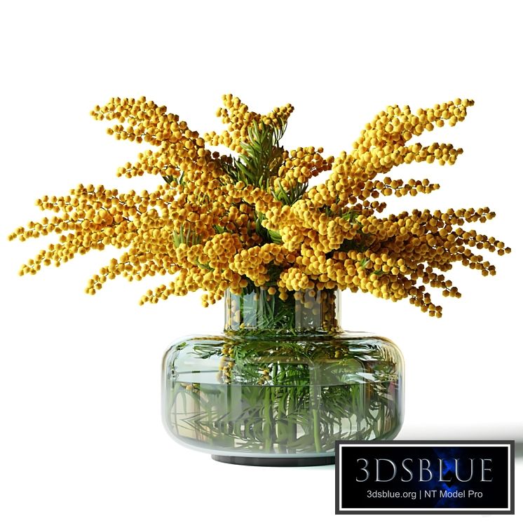 Mimosa in a low glass vase