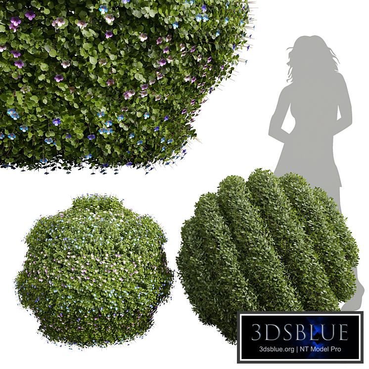 New Plant Bacopa Diffusa Sutera Decorative Ligustrum Quihoui Privet Pruned