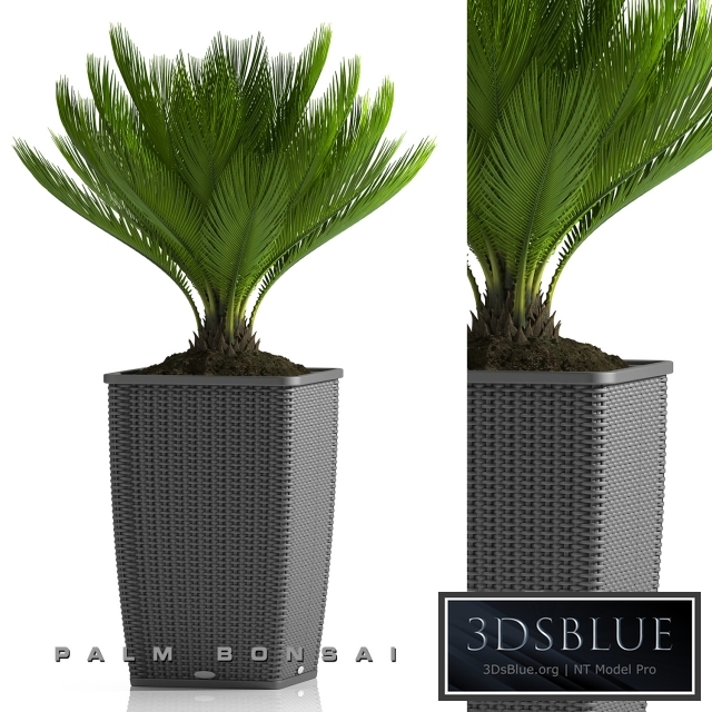 PALM BONSAI PLANTS 26