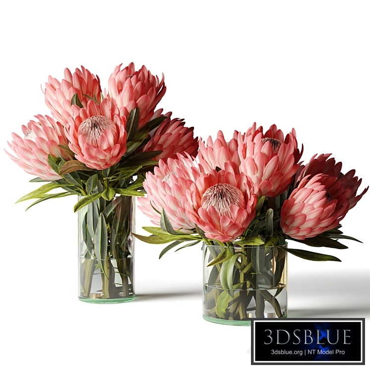 Two bouquets of proteas in glass vases