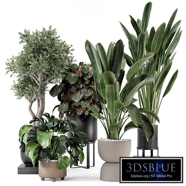 Indoor Plants in Ferm Living Bau Pot Large - Set 1204