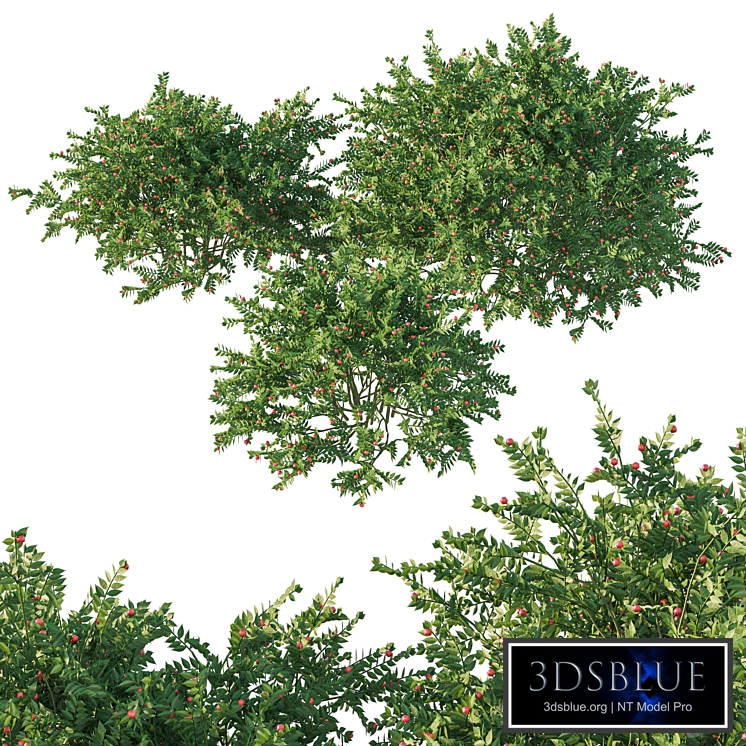Ruscus aculeatus