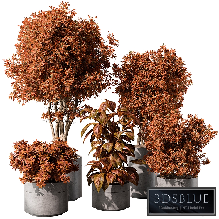 indoor Plant 463 - Tree and Bush