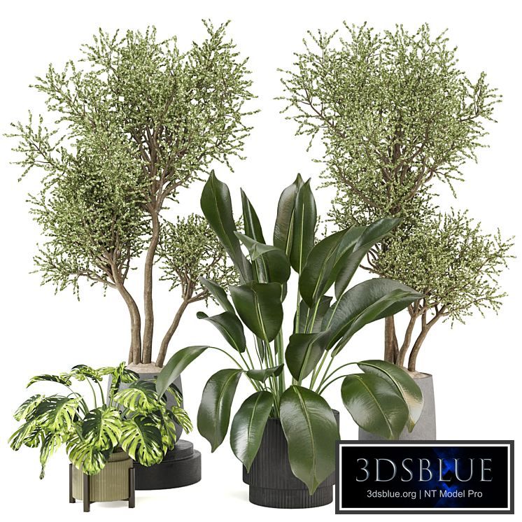 indoor Plants Collection - Set 646