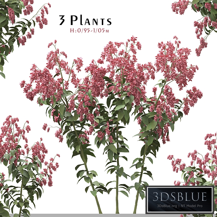 Set of Polygonum Orientale Plant ( Princes Feather ) ( 3 Plants )