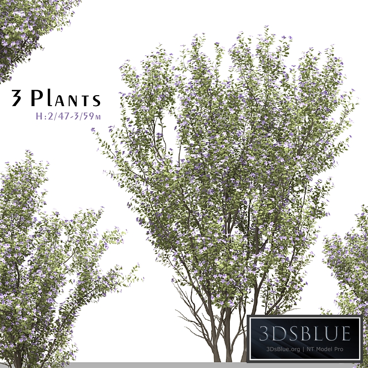 Set of Tibouchina Semidecandra Plant ( Princess flower ) ( 3 Plants )