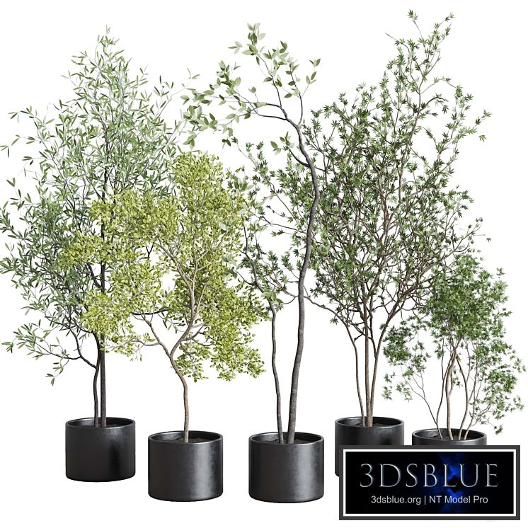 collection indoor plant 326 concrete vase