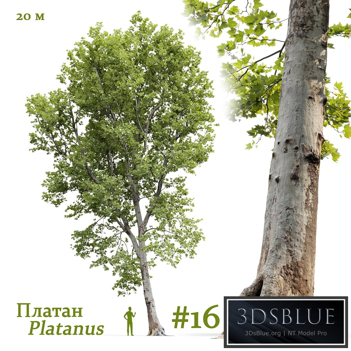 Plane-tree / Sycamore / Platanus #16