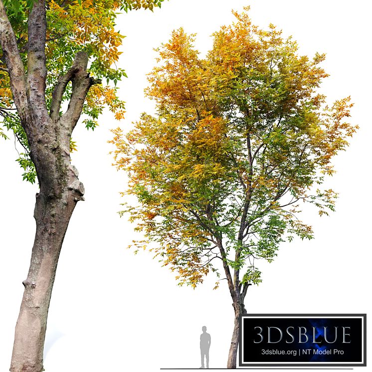 Fraxinus excelsior 02