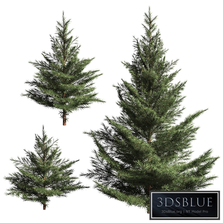 Collection of firs. 3 models