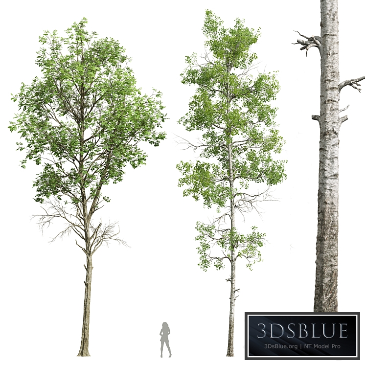 Fagus Sylvatica and Populus Tremuloides