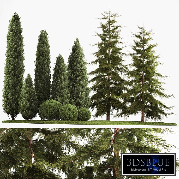 Decorative trees for the park and garden with round bushes of thuja, cypress, spruce and fir. Plant collection 1155.