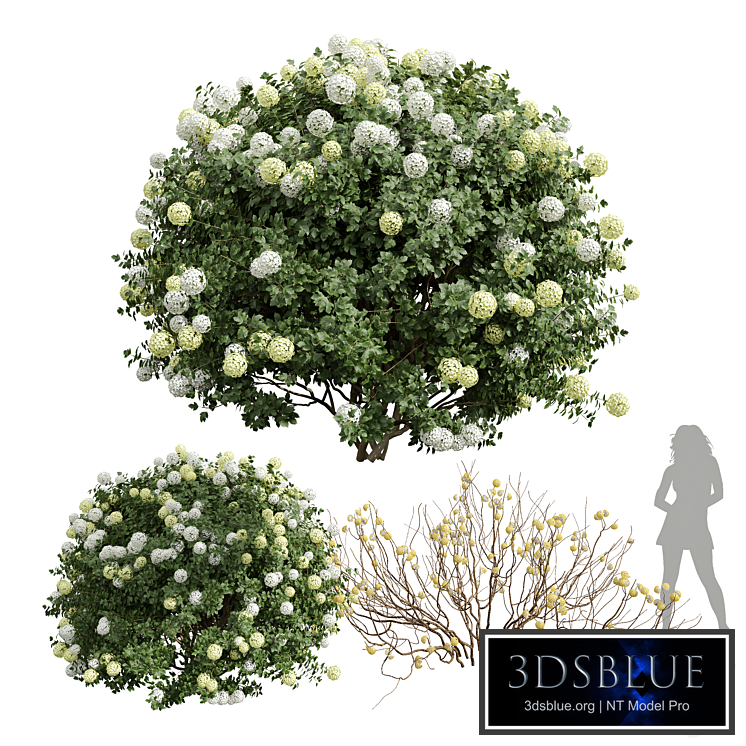 New Plant Edgeworthia Chrysantha Paperbush Viburnum Opulus Roseum Bush