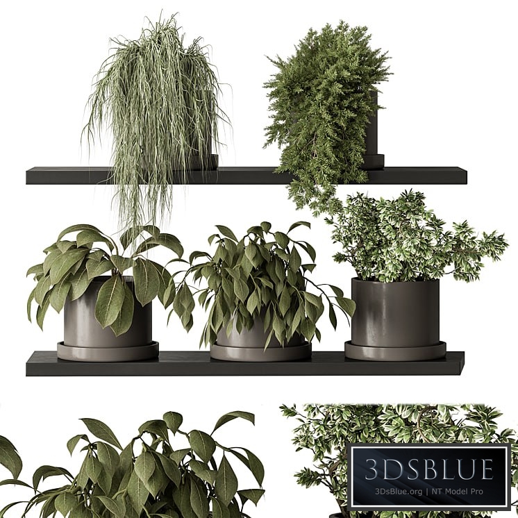 indoor Plant 466 - Small Plant pot