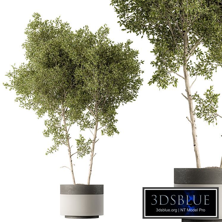 Outdoor Plants 472 - Tree in Pot