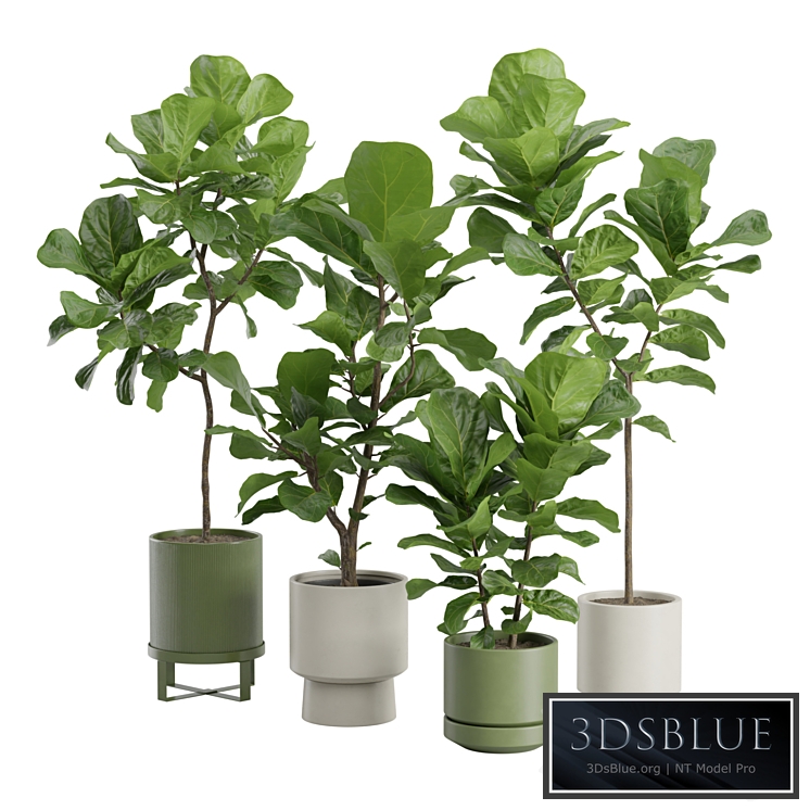 Ficus Lyrata Fiddle leaf