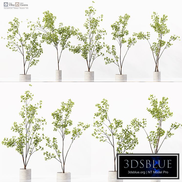 Collection Indoor Plants 033