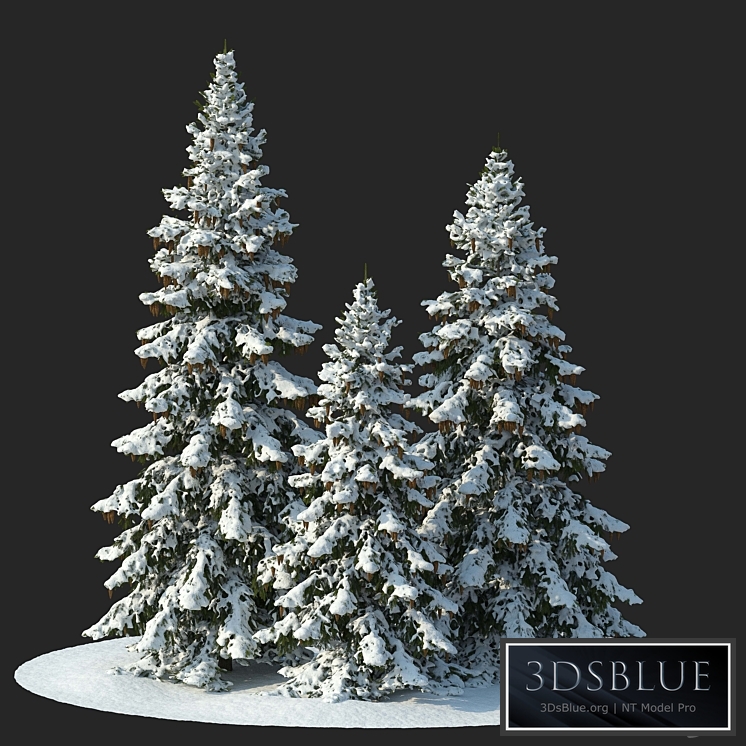 Winter spruces (Winter spruces)