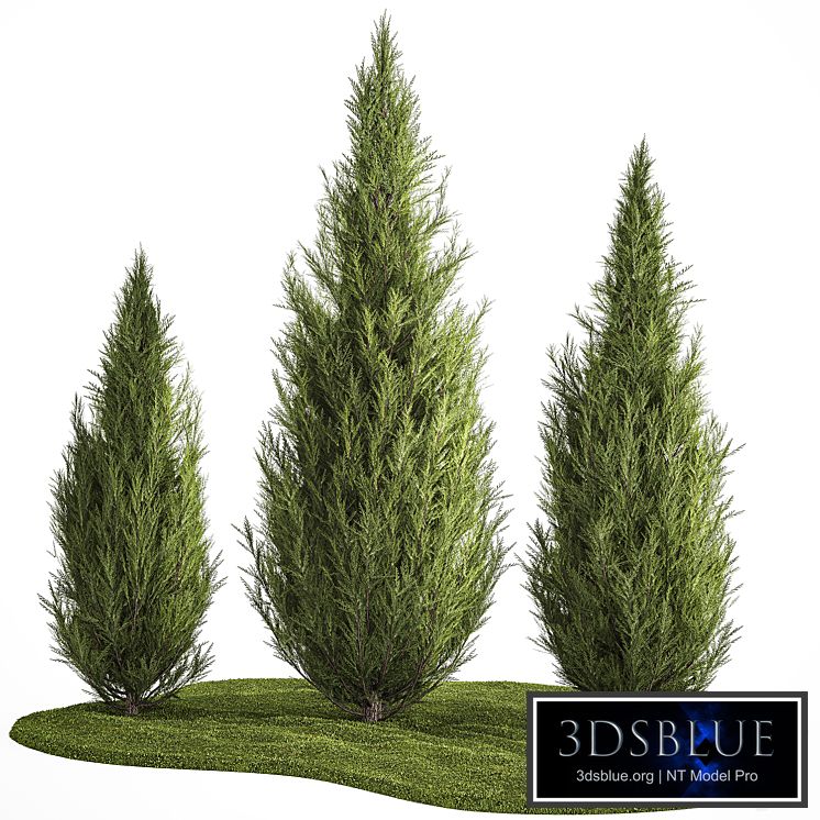 Decorative trees for garden and landscaping thuja, cypress. Set 1159.