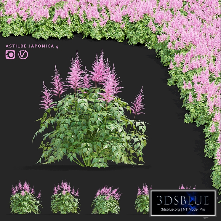 Astilbe Japanese pink | Astilbe japonica 4