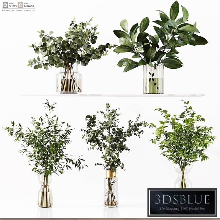 Collection Indoor Plants 034