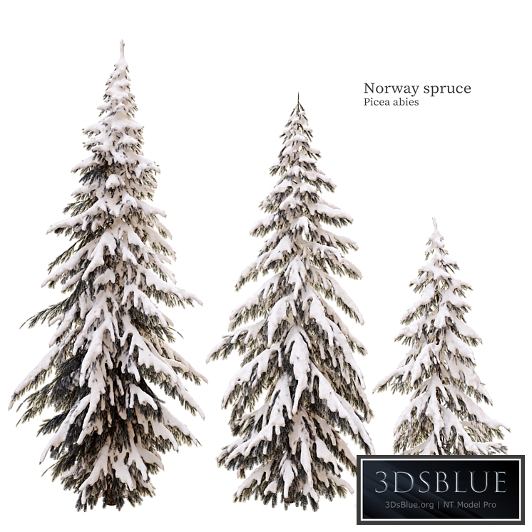 winter norway spruce