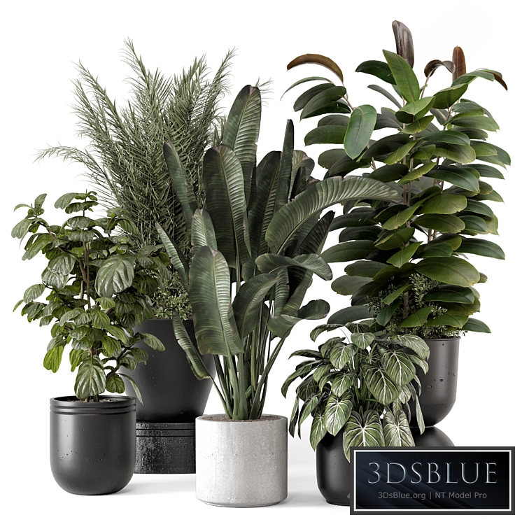 Indoor Plants in rusty Concrete Pot - Set 1265