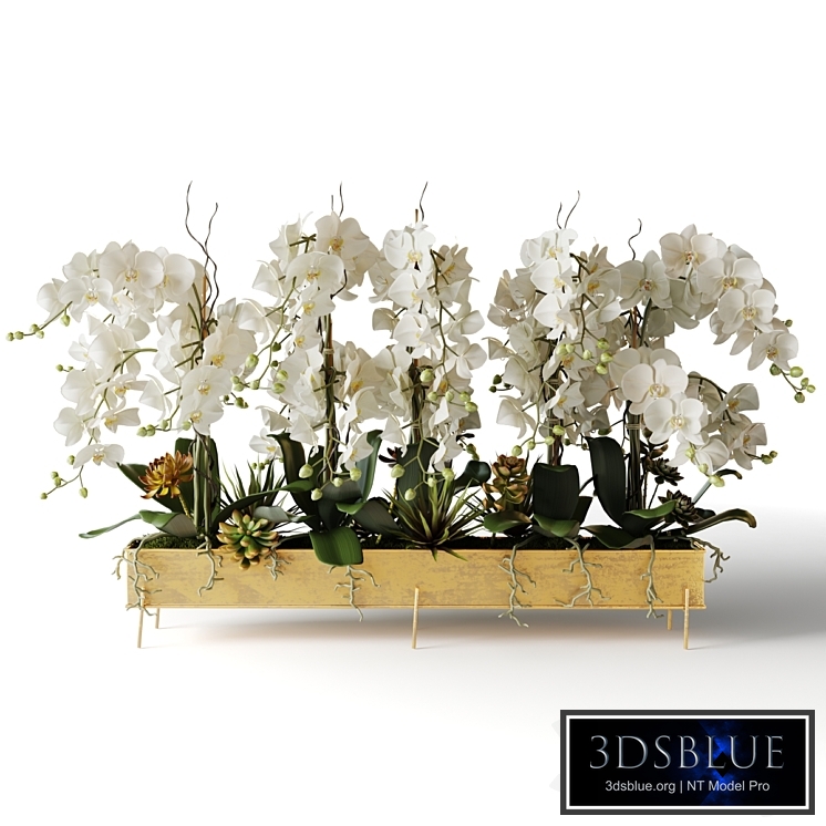 White orchids in a long metal pot