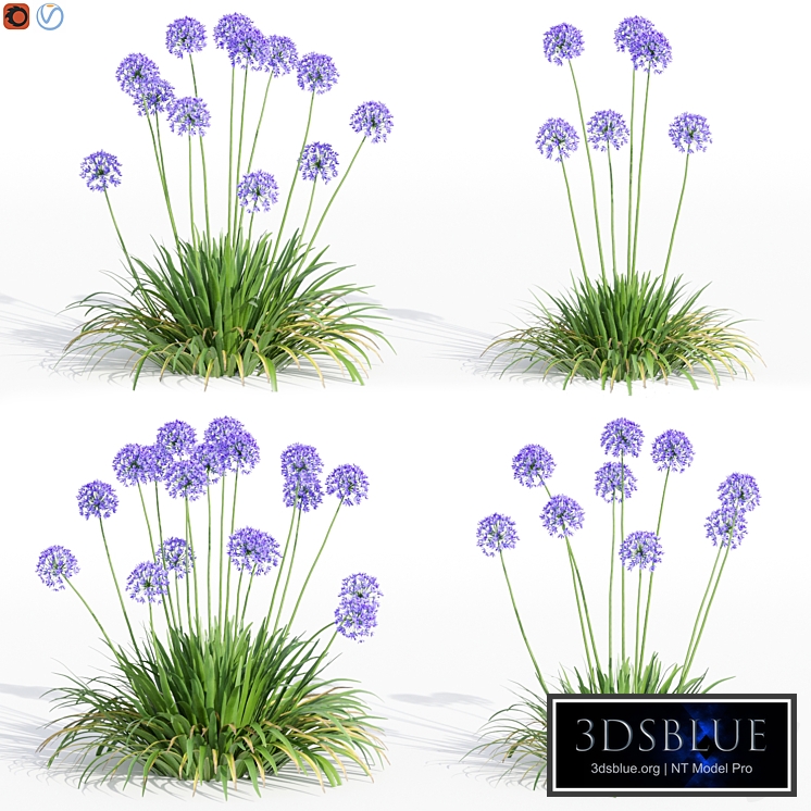 Agapanthus Collection for design