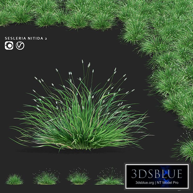 Sesleria brilliant ornamental grasses | Sesleria nitida 2