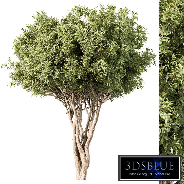 Tree Green Maple - Set 139