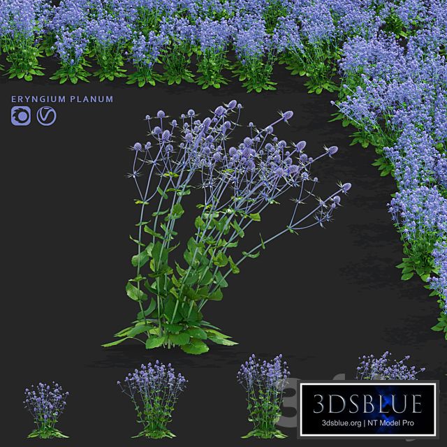 Cinegolovnik flat-leaved flowers | Eryngium planum