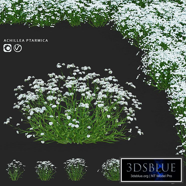 Yarrow ptarmica flowers | Achillea ptarmica