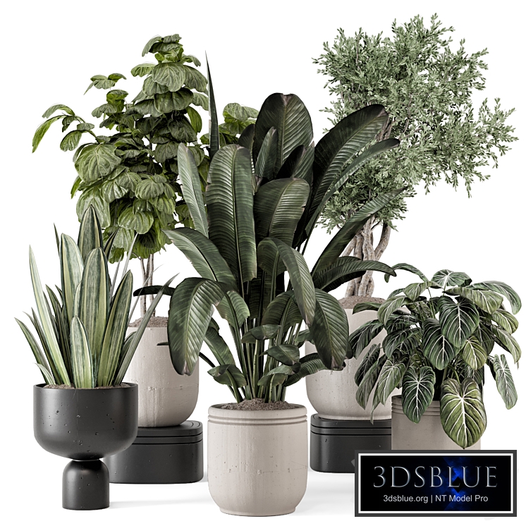 Indoor Plants in rusty Concrete Pot - Set 1286