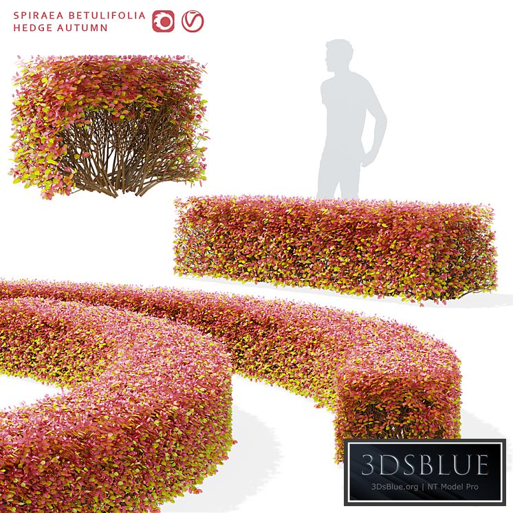 Spiraea birch-leaved hedge | Spiraea betulifolia autumn