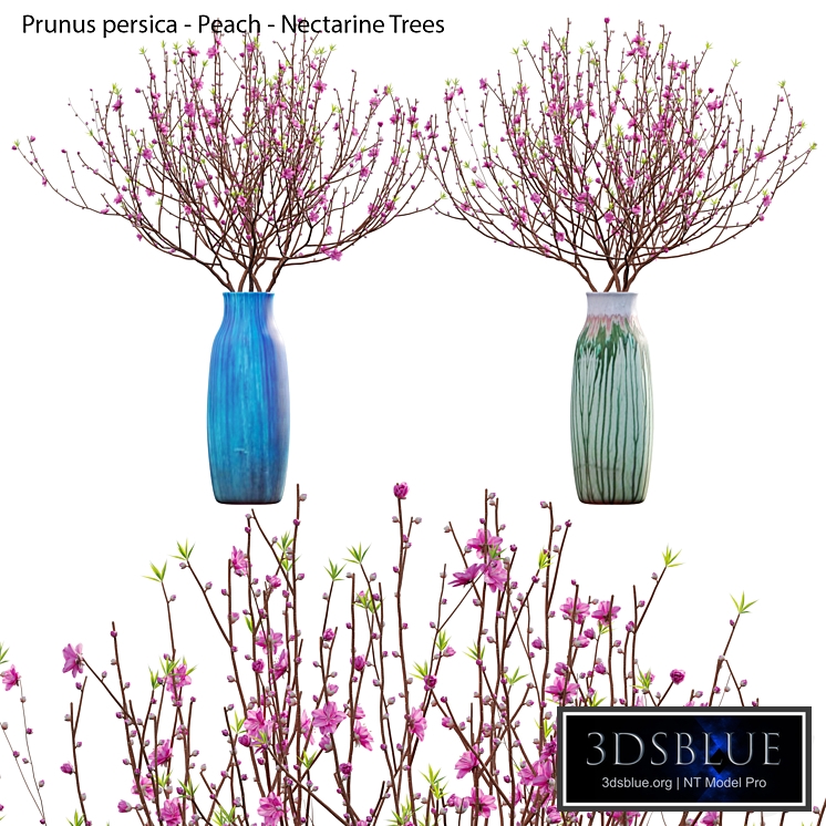 Prunus persica - Peach - Nectarine Trees - 06