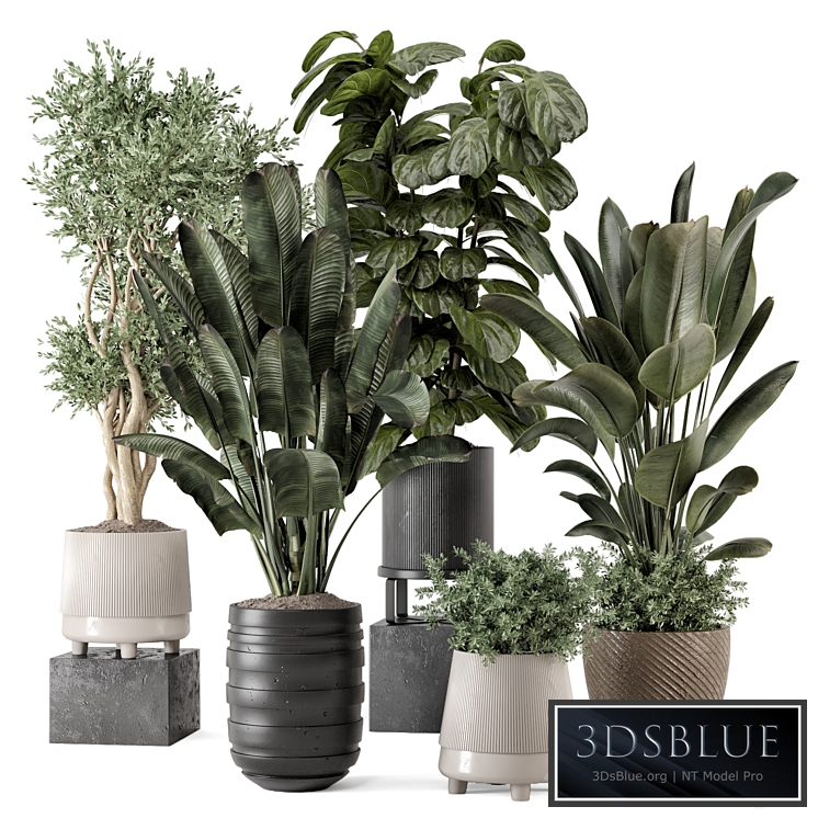 Indoor Plants in rusty Concrete Pot - Set 1291
