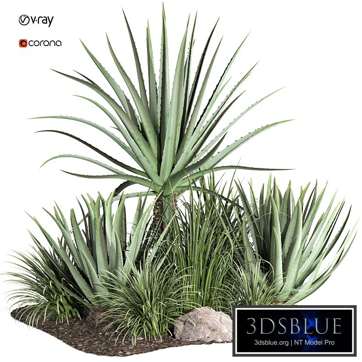 outdoor plant003 Aloevera Agave MacDougalii bush collection plant garden