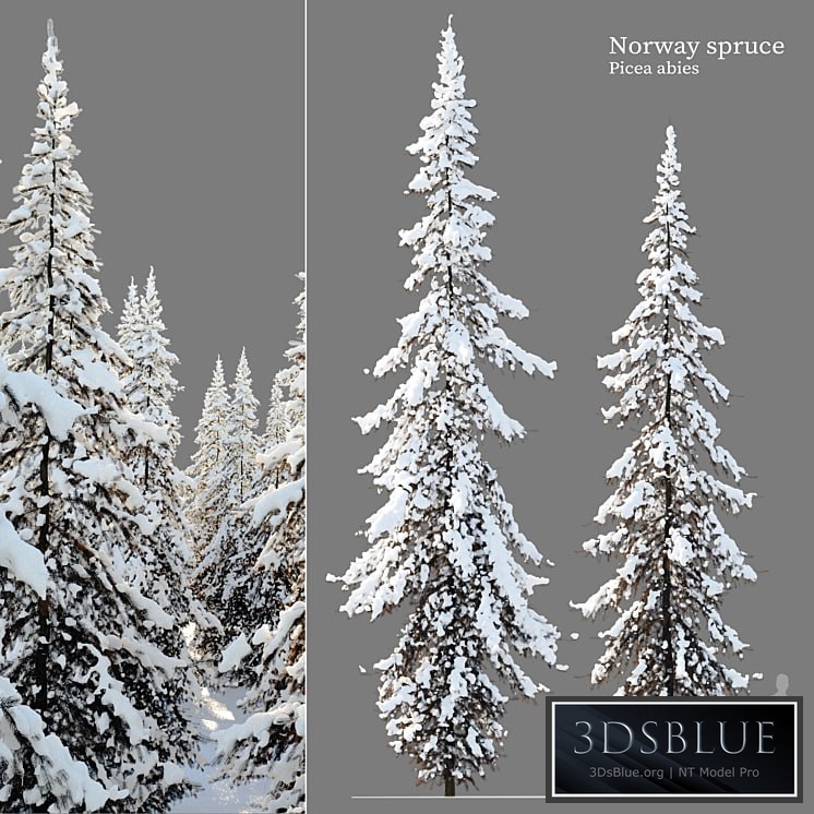 Winter Norway Spruce 02