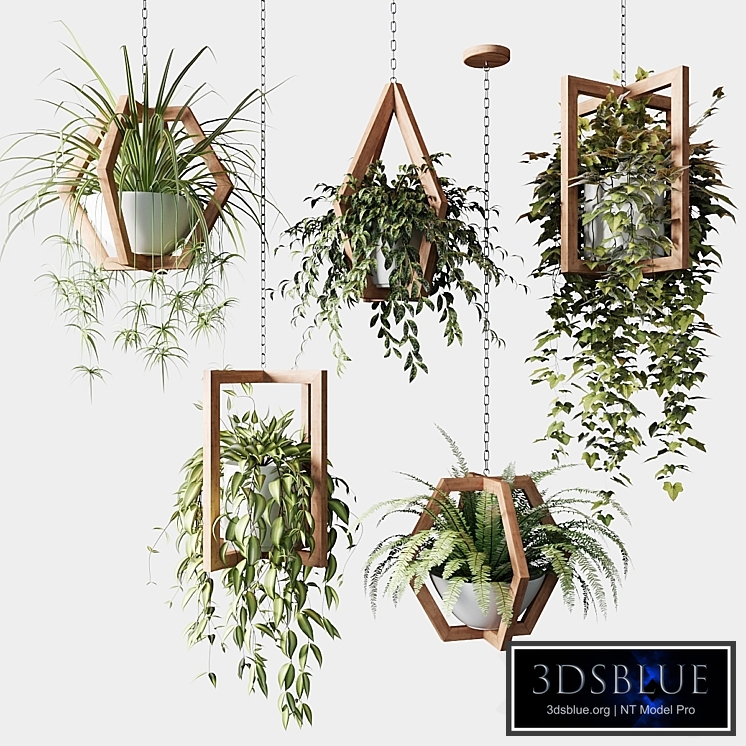 Ampelous plants in wooden figured hanging pots