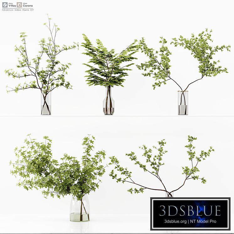 Collection Indoor Plants 037