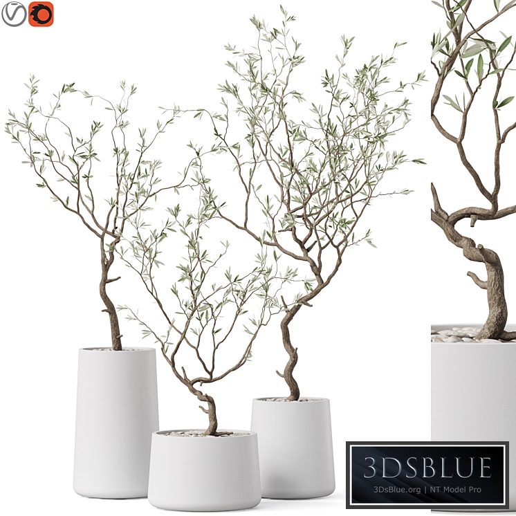 Plants collection 887