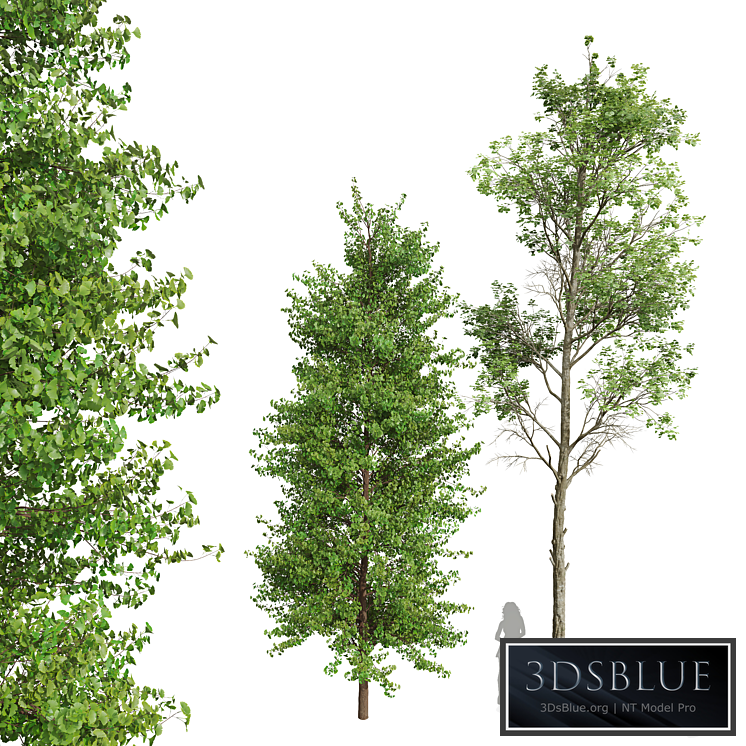 New Plant Fagus Sylvatica Maidenhair Tree Ginkgo Biloba